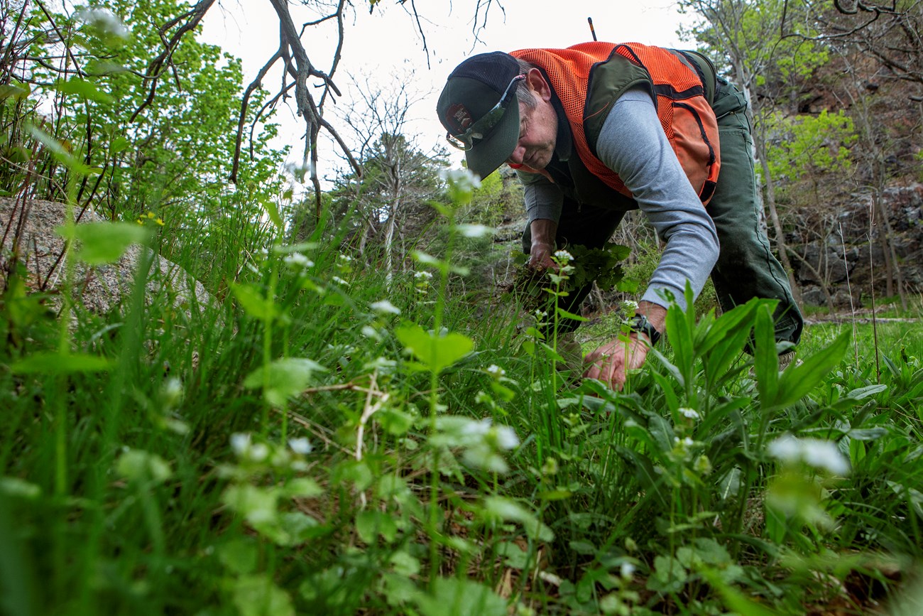 Invasive Plant Removal