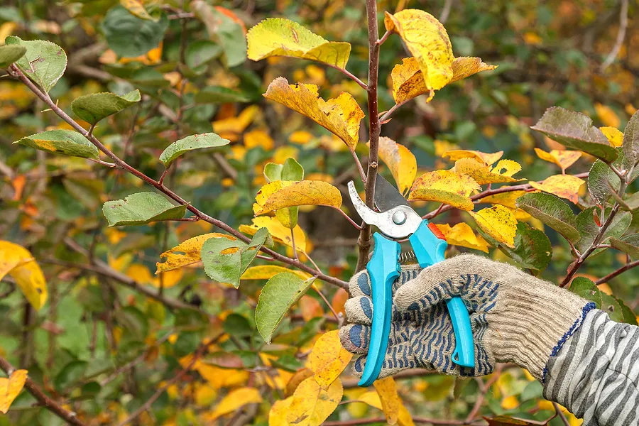 Seasonal Pruning