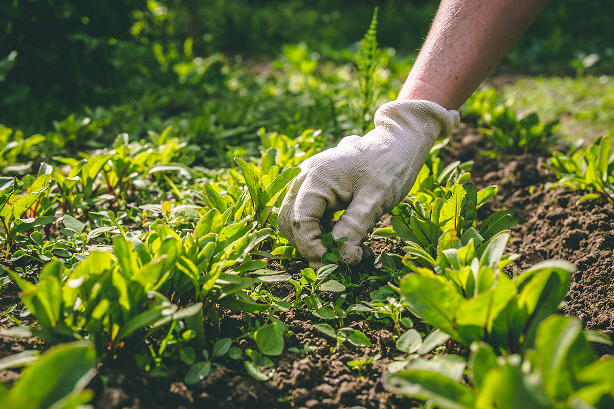 Hand Weeding