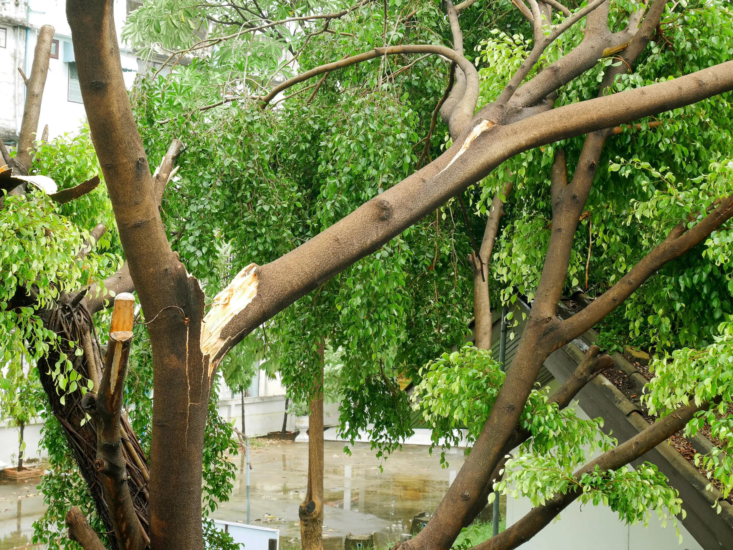Hazardous Tree Removal